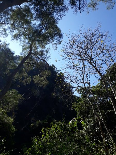 台中霧峰青桐林生態步道群20191201758974