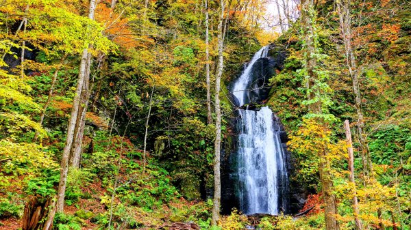 青森縣奧入瀨溪2929973