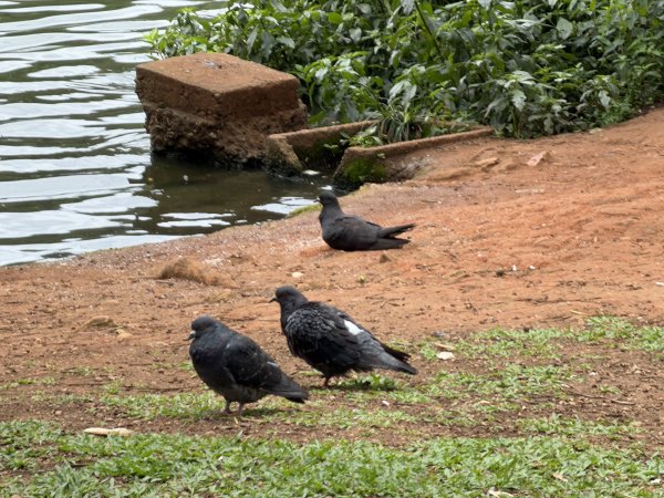 [紐約馬之行-69] 2025_1116 伊比拉布埃拉公園-下2955171