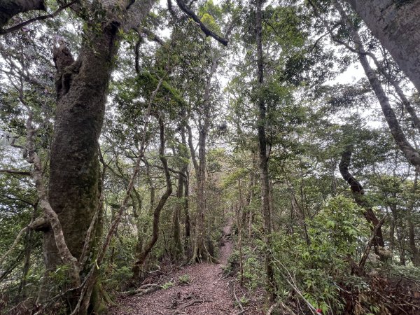 ~  塔  曼  山  ~2782772