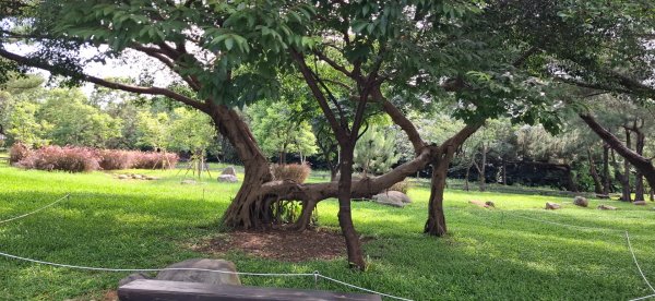 霄裡好風光2821313