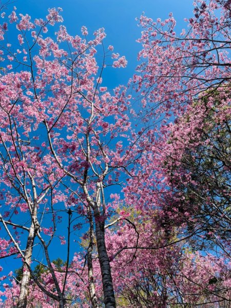 復興鄉悠然秘境櫻花🌸林野餐🧺2722992