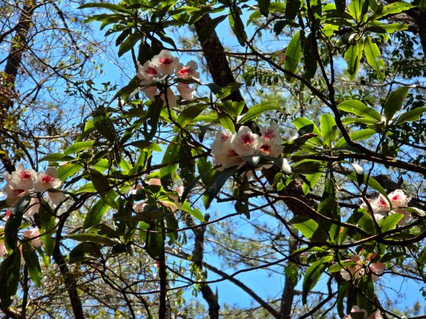 卓社大山〔武界栗栖溪登山口起登〕2748499