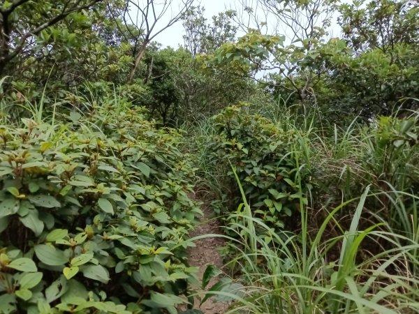 瑞芳區南子吝步道+南子吝稜+南子吝山+南子吝步道P字走2798468