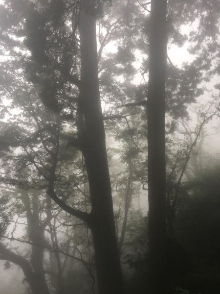 觀霧檜山巨木森林步道171699