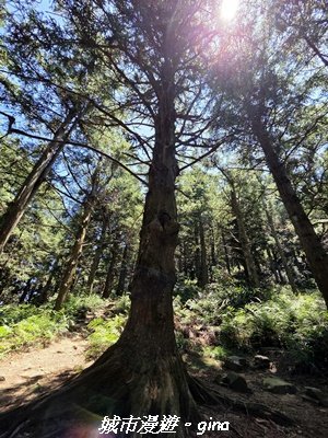 【台中和平】長壽山_肥崠山_山徑3077642