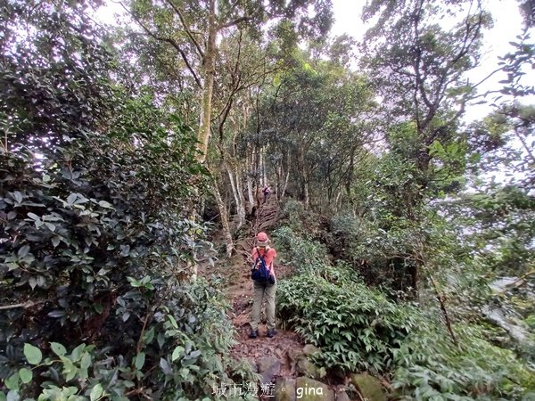 【苗栗獅潭】登頂前的陡坡攀爬很有感。 仙山登山步道2658457