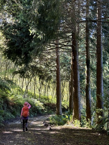 大雪山林道-屋我尾山O繞 202506152816267