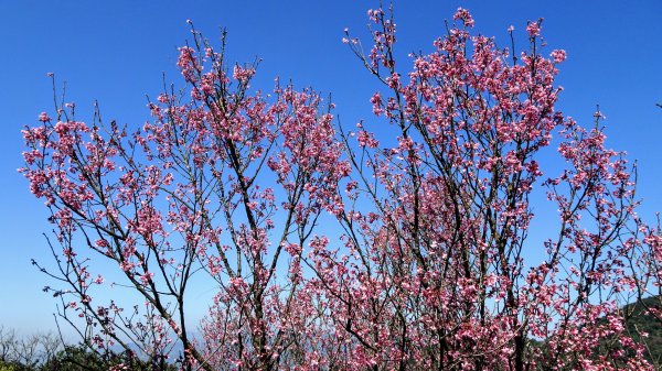 春天的顏色1279650