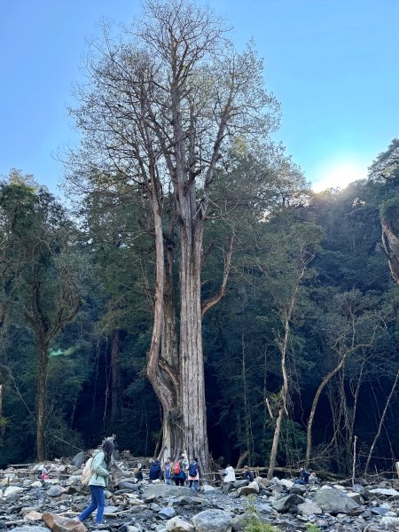 司馬庫斯巨木步道+櫻花祭202602193009438