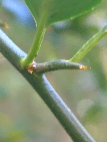 大雪山森林遊樂區 遊客中心 小神木 北三錐山 平石山西北峰2952875