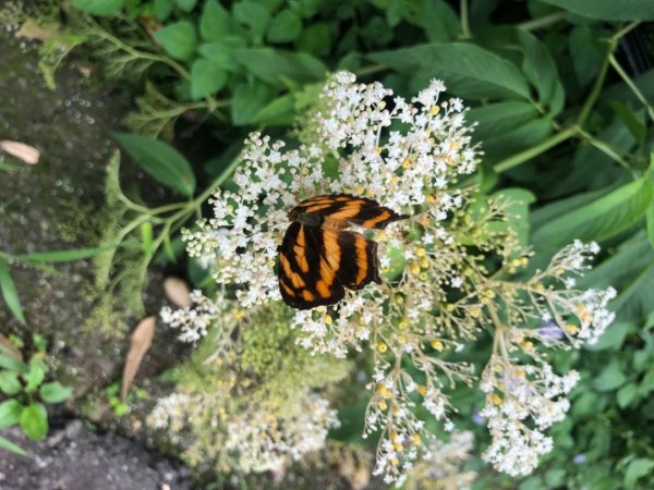 華山步道群1423606