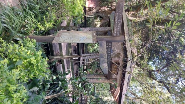 20250816_天上山系望月亭桐花段2863445