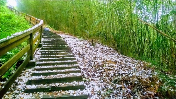 十二寮登山步道937538