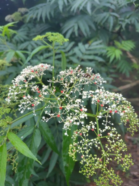 白藍狐貍出狐貍尾/狐貍縱走2796289