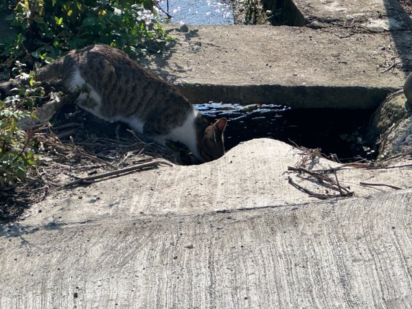 新竹湖口-畚箕窩溪濱水步道2717722