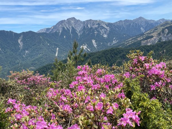 1150524合歡北峰杜鵑花3064399