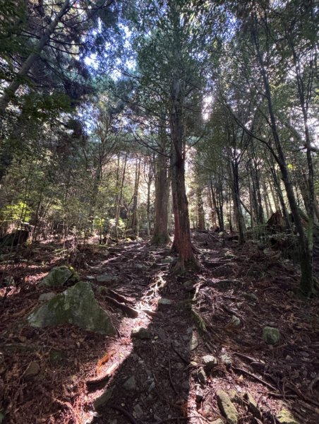 觀霧-榛山步道2926051