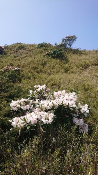 合歡東峰、小奇萊賞玉山杜鵑2542851