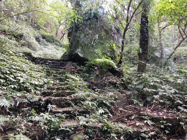 汐止區茄苳越嶺古道+上鹿窟崙山+九層坪山+四分尾山+大尖山8字走2981551