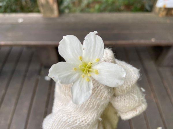 大坑2號原路來回2130467