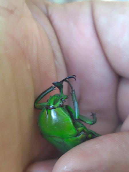 守關山南峰 守關山 守城大山2919094