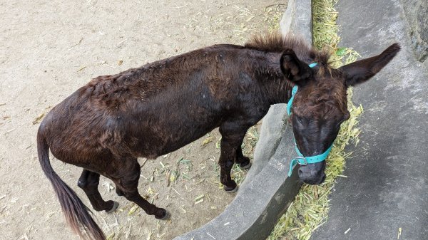 木柵動物園2322111