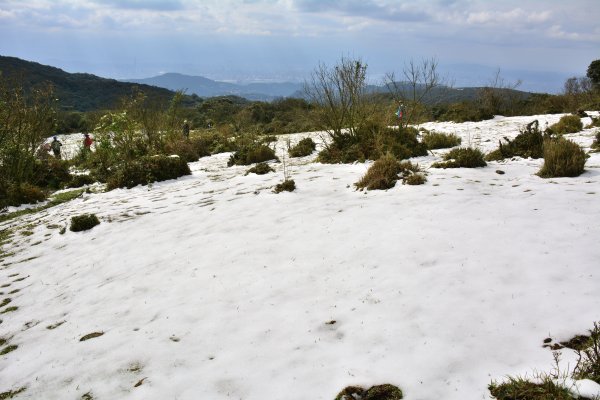 踏雪封面
