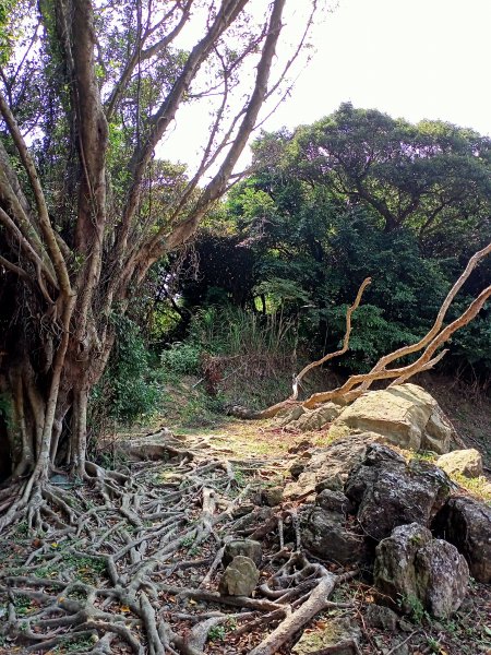 【小百岳集起來】（2-2） 樹林大同山、青龍嶺、大棟山連走碧龍步道、牛灶山步道、孫龍步道1480715