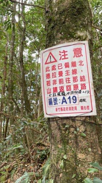 北得拉曼內鳥嘴山賞黃金山毛櫸、神木、雲海2647858