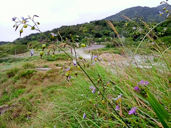 硫氣氤氳的硫磺谷步道、硫磺谷地熱景觀區1320569