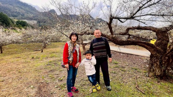 🌈1/17（六）蔡家古厝賞梅×梅子夢工廠×車埕老街✨FB：熊熊趴爬走🌈2983926