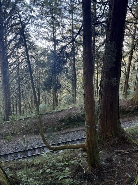 20251225塔山步道(大塔山)2970300