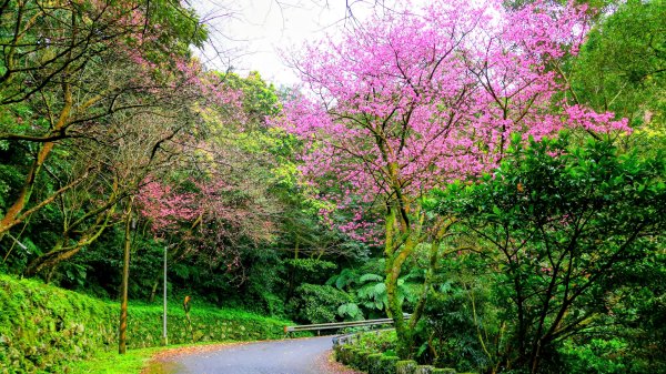 勤進路櫻花3009715