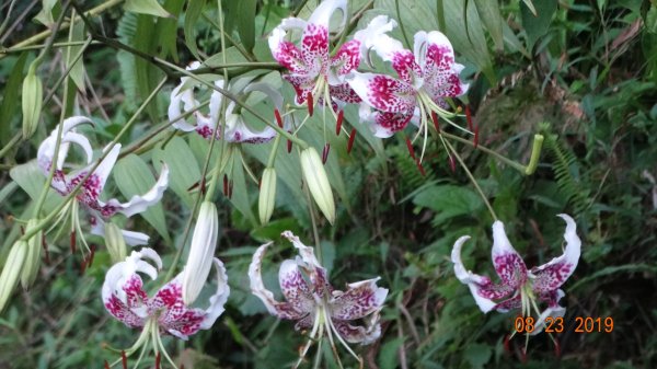 補考 - 艷紅鹿子百合656626