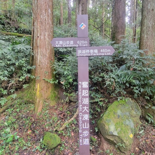 阿里山頂湖步道＞大凍山＞頂湖自然生態區2505505