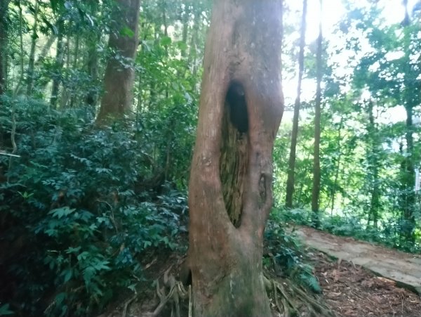 溪頭 南鳳凰山 天文台 神木O型 869815