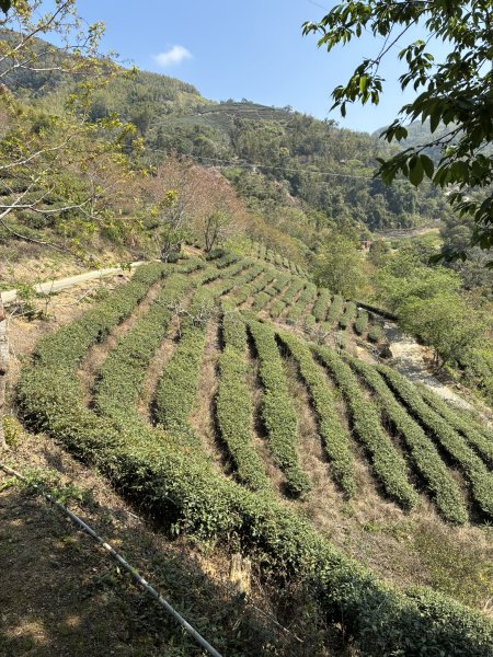 20260322[公車]石壁山&嘉南雲峰3019913