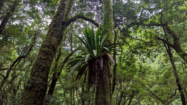 鎮西堡巨木步道群 (B區)2861214
