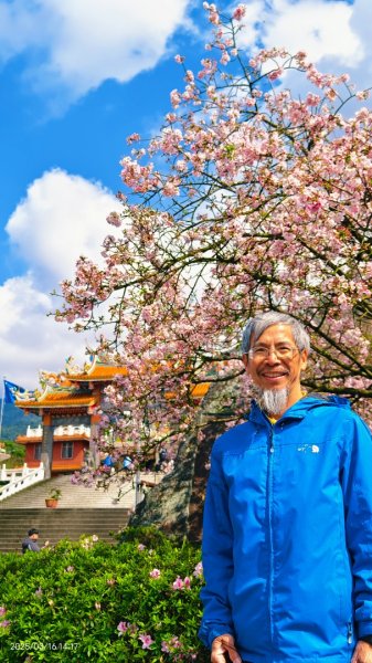 #綠繡眼 訪花 #吉野櫻 #天元宮 #楓樹湖 03162736698