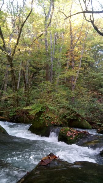 奧入瀨溪健行444371