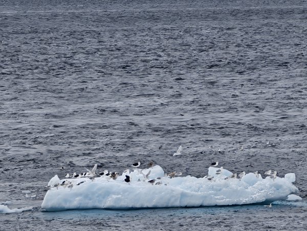 [紐約馬之行-27] 2025_1105 努克濱海木棧道(Nuuk Boardwalk)-下2947626