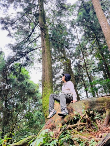 1150730嘉義大凍山之旅3092595