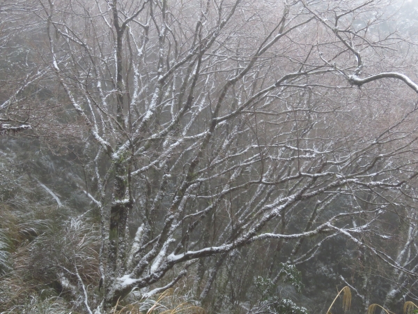 2018.2.3 太平山美麗沒有極限263768