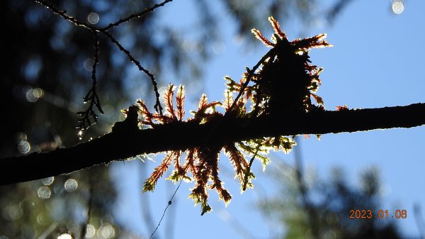 再衝太平山賞日出/雲海雲瀑同框&霧虹觀音圈同框&首登望洋山1/81986377