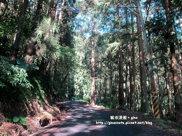 南投鹿谷~聽風~雲起~大崙山觀光茶園步道964986