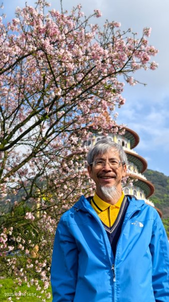 #綠繡眼 訪花 #吉野櫻 #天元宮 #楓樹湖 03162736743