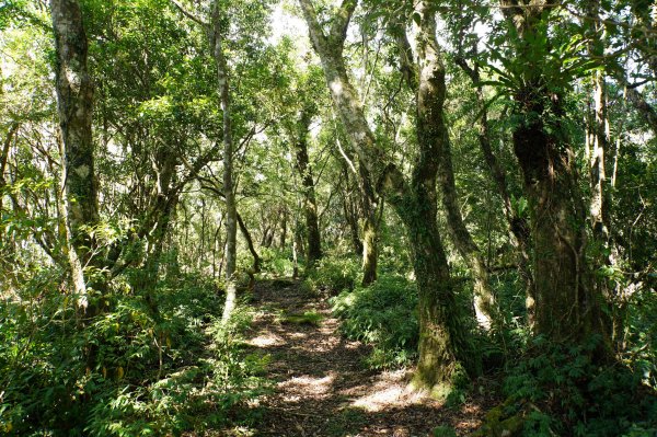 宜蘭 南澳 御恩山2892671