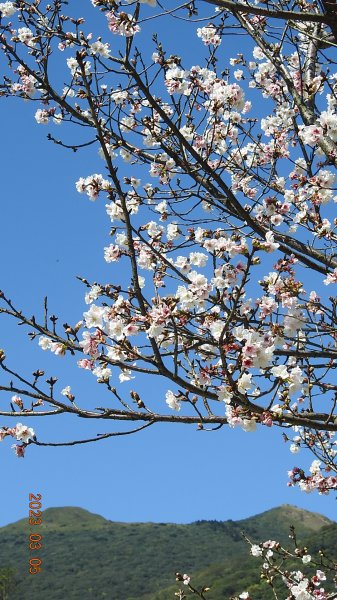 雲山水花鳥蝶 - 天龍國阿伯的日常 3/52053157