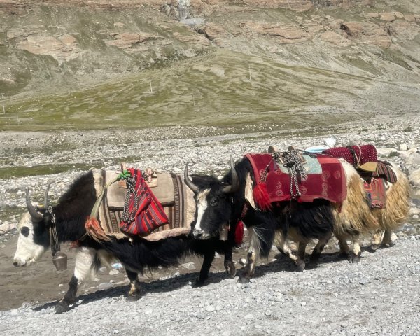 西藏♥️可愛動物🐎人物寫真/拉薩旅拍/美食2902896